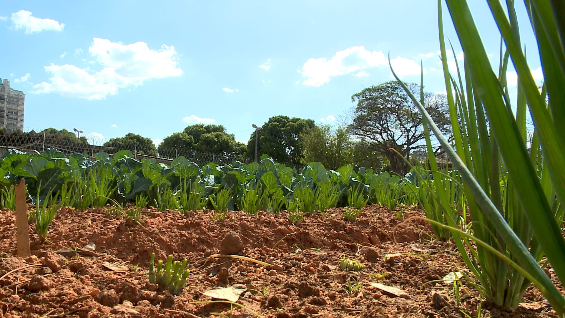 Terrenos abandonados se transformam em hortas