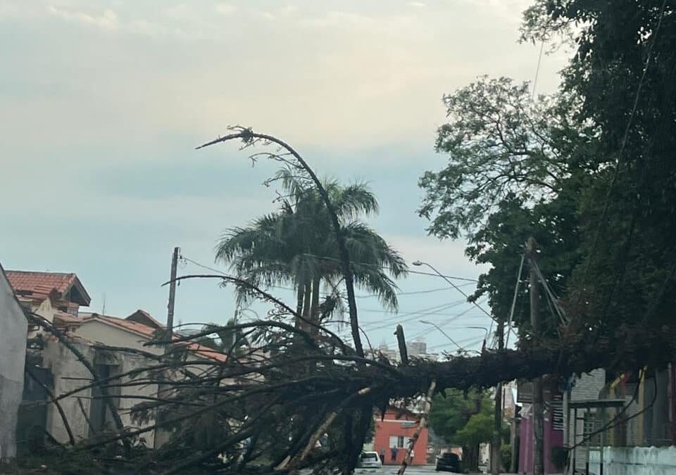 Chuva causa queda de árvores em Sorocaba