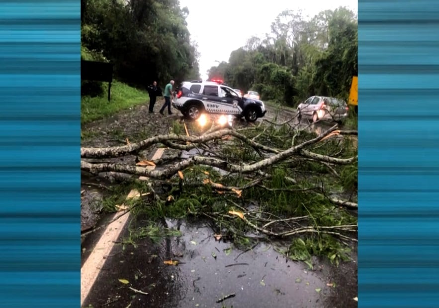 Chuva forte provoca quedas de árvores em cidades da região