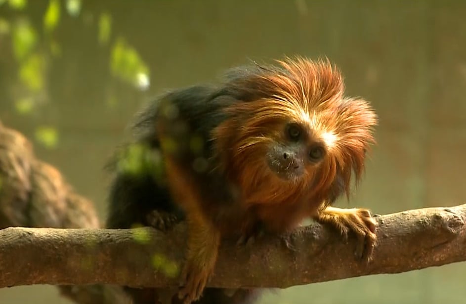 Filhotes de primatas ameaçados de extinção nascem no Zoológico de Sorocaba