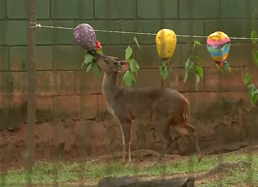 Zoológico de Sorocaba completa 55 anos com presentes para os animais