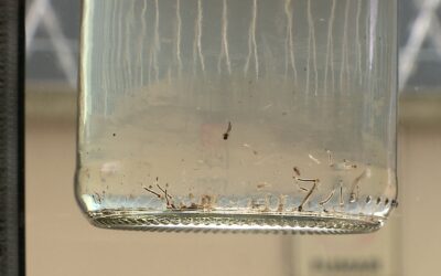 Região está em alerta em relação à dengue
