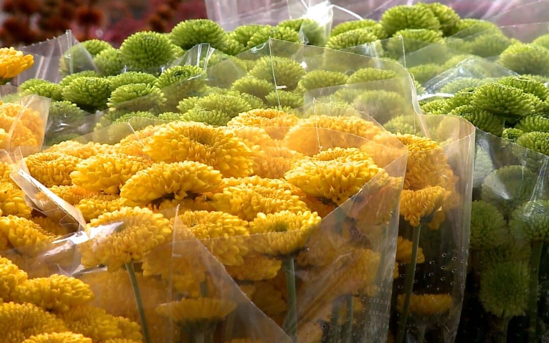 Comerciantes de flores esperam alta de 10% nas vendas no feriado de Finados