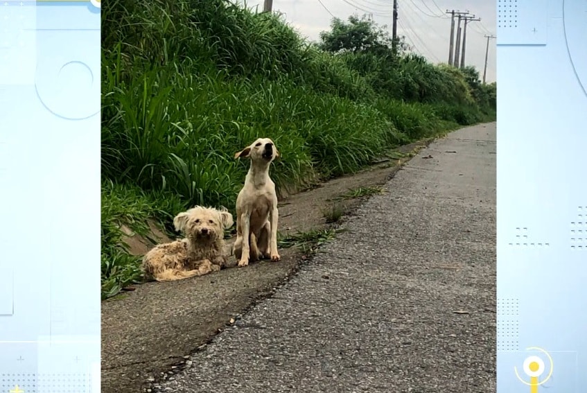 Vídeo mostra cães “velando” o amigo morto atropelado
