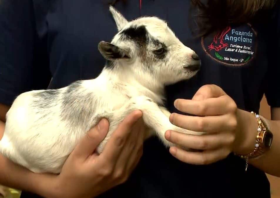 Fazenda de São Roque cria mini bichos