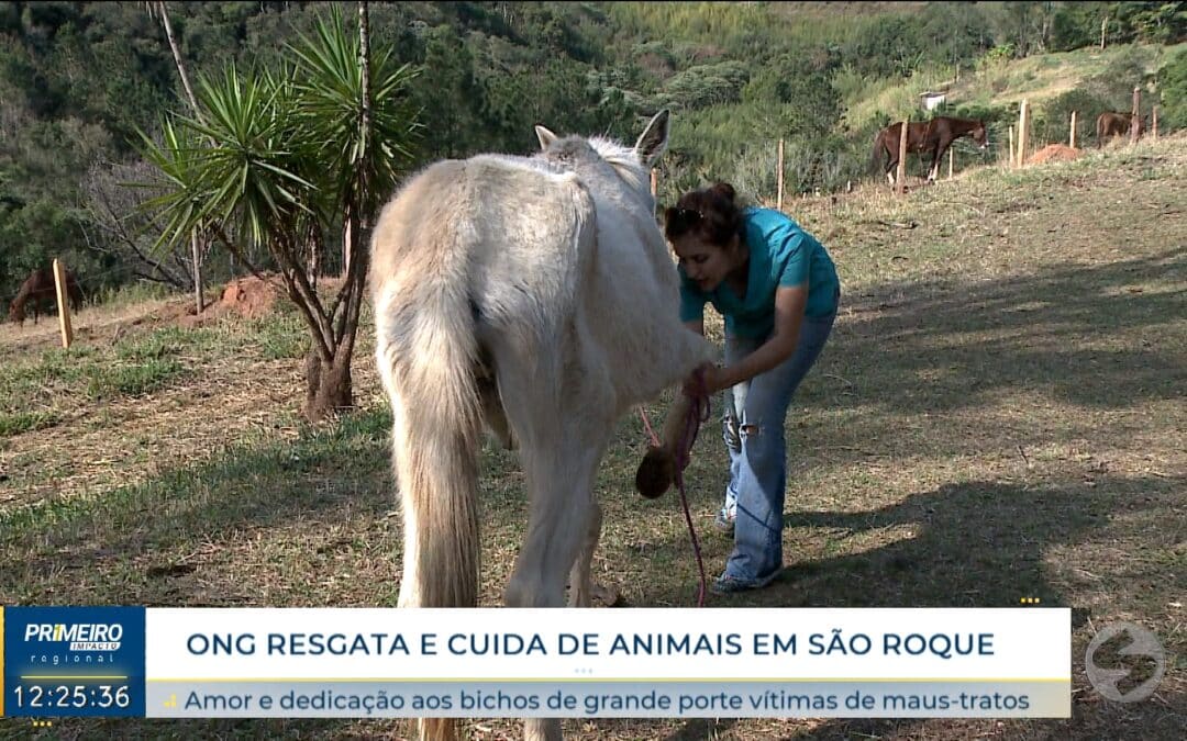 ONG resgata e cuida de animais de grande porte em São Roque