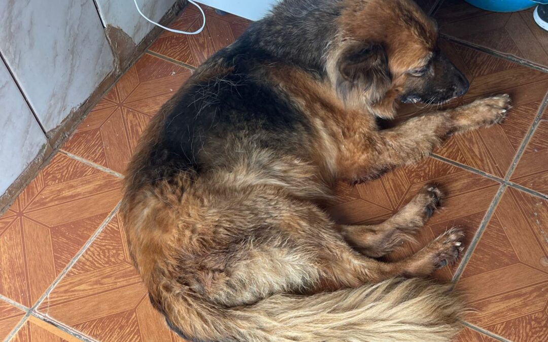 Casal é preso por maltratar uma cachorra em Itapetininga