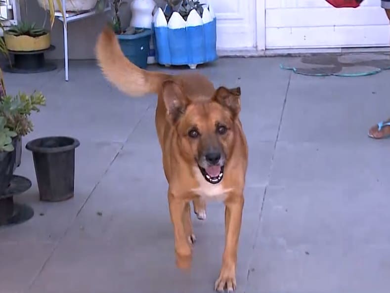 Cuidados podem amenizar desconforto causado por fogos em pets