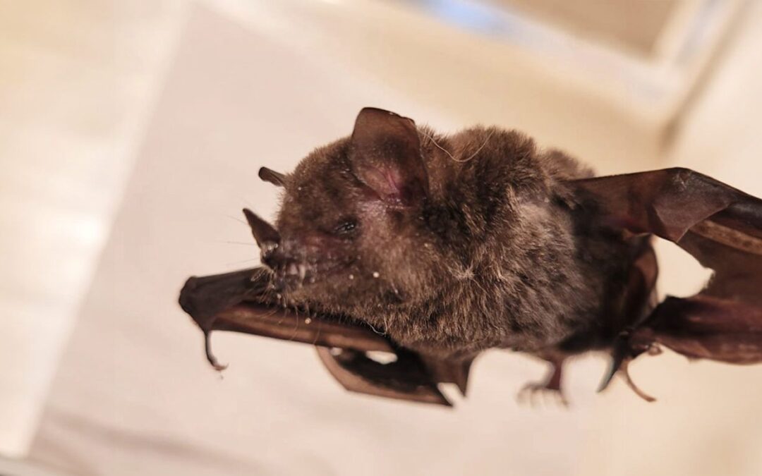 Novo caso de raiva em morcego é registrado em Jundiaí