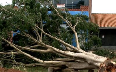 Mais de 100 árvores caíram durante a chuva em Capela do Alto