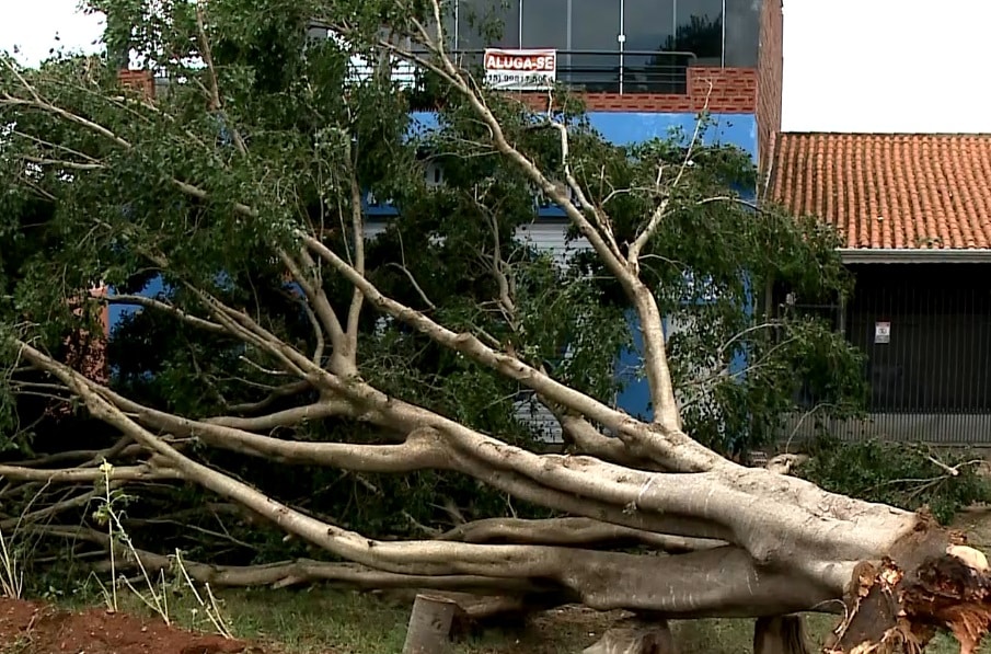 Mais de 100 árvores caíram durante a chuva em Capela do Alto