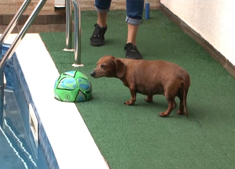 Tutores devem ter cuidados para evitar acidentes com pets na piscina