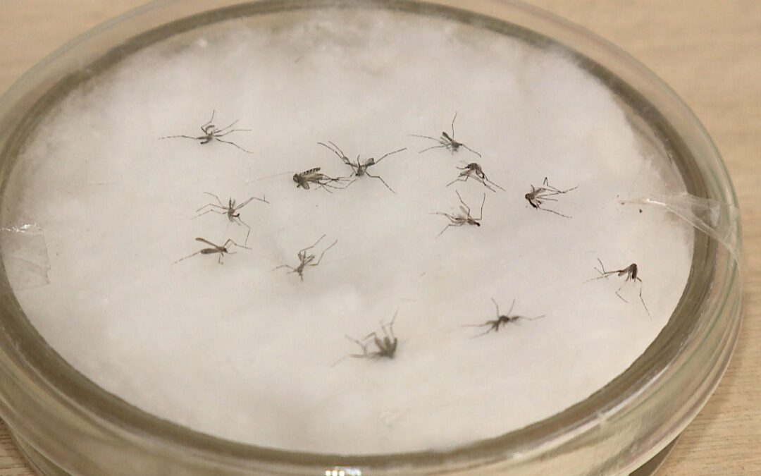 Governo do estado antecipa verba da saúde para combater o avanço da dengue