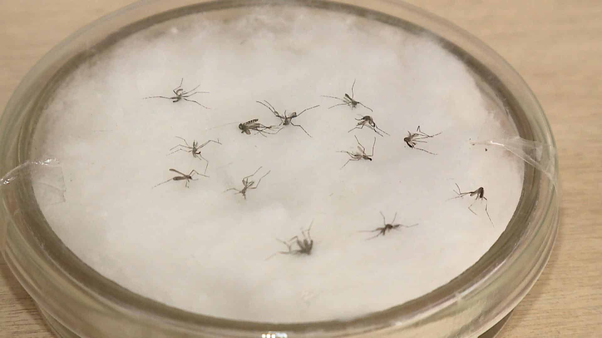 Mosquitos da dengue
