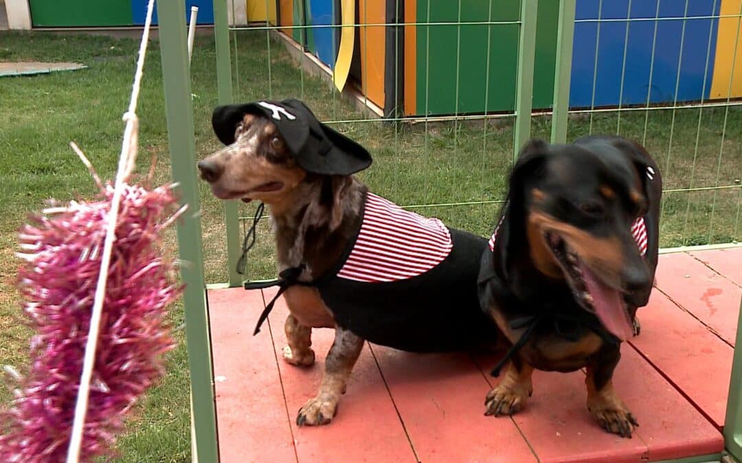 Bichinhos de estimação caem na folia