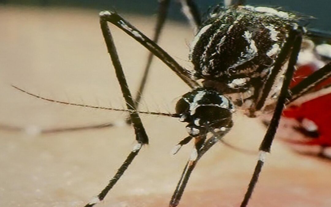 Alunos do ensino fundamental de Votorantim aprendem sobre a dengue na escola