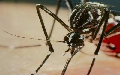 Dengue na região: sete mortes são confirmadas nesta quinta-feira (25)