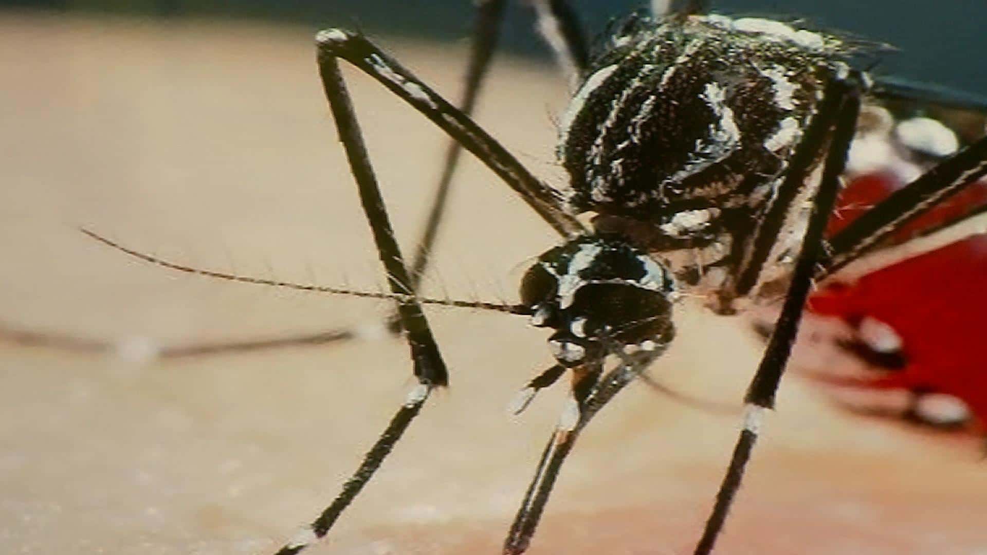 Dengue na região: cinco mortes são confirmadas nesta quinta-feira (25)