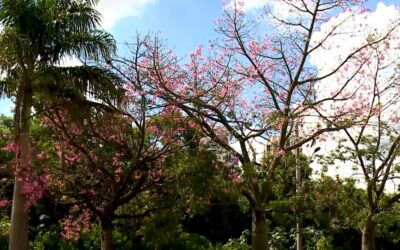 Outono deve ser marcado por temperaturas acima da média e chuvas