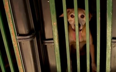 Polícia prende mulheres suspeitas de maus-tratos a animais em Salto