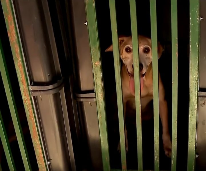 Imagem de cão sendo levado pela equipe do centro de zoonoses.