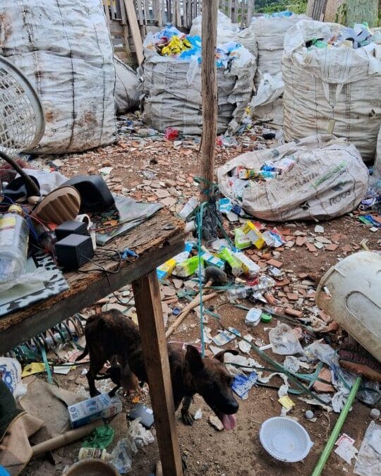 Sete cachorros são encontrados em situação de maus-tratos em Jundiaí