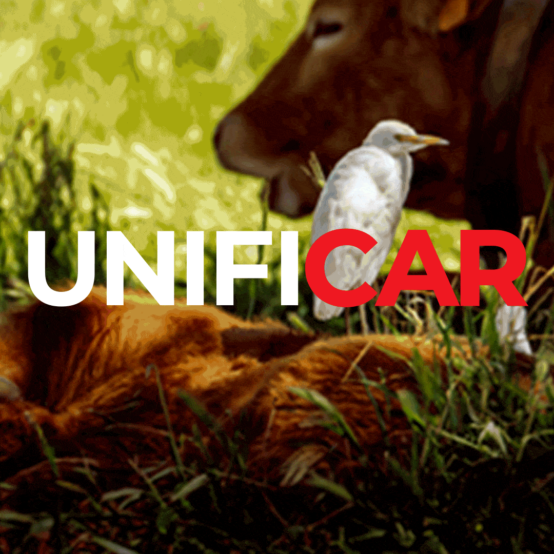 Banner de anúncio do Cadastro Ambiental Rural do Governo do Estado de São Paulo onde aparece um boi deitado no pasto e um pássaro branco com o título Unificar