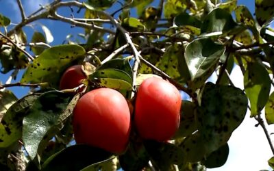 Fazenda de produtores de caqui em Piedade abre as portas para turistas