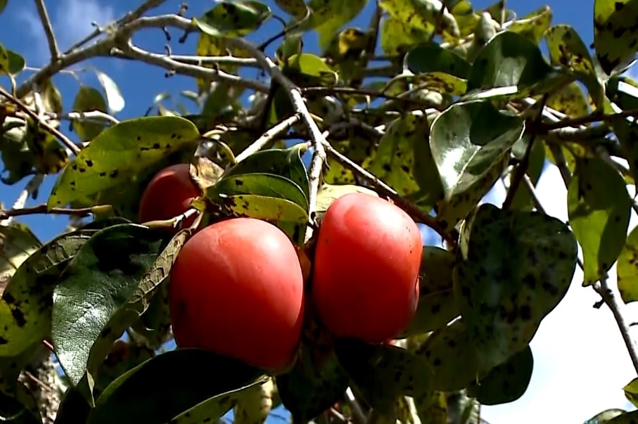 Fazenda de produtores de caqui em Piedade abre as portas para turistas