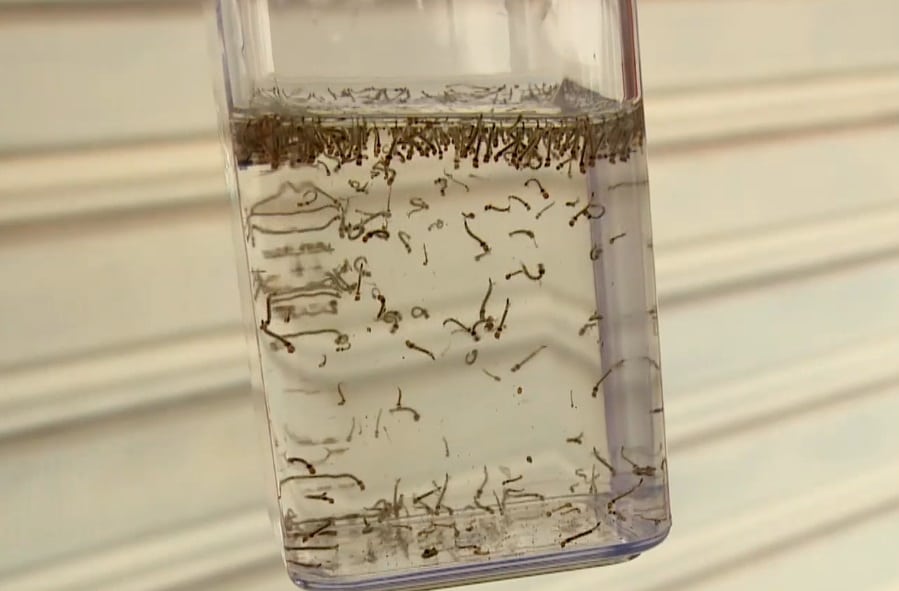 Imagem de pote com Larvas de Aedes aegypti.