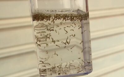 Sorocaba passa dos dez mil casos de dengue confirmados