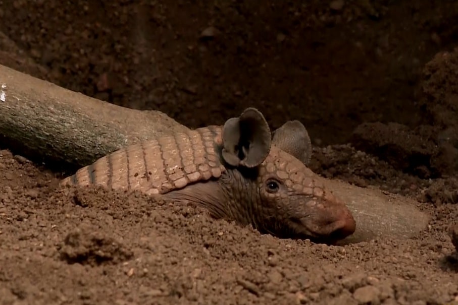 Imagem do tatu, que fica no zoológico de Sorocaba.