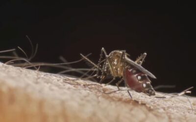 Sorocaba registra a primeira morte por dengue este ano