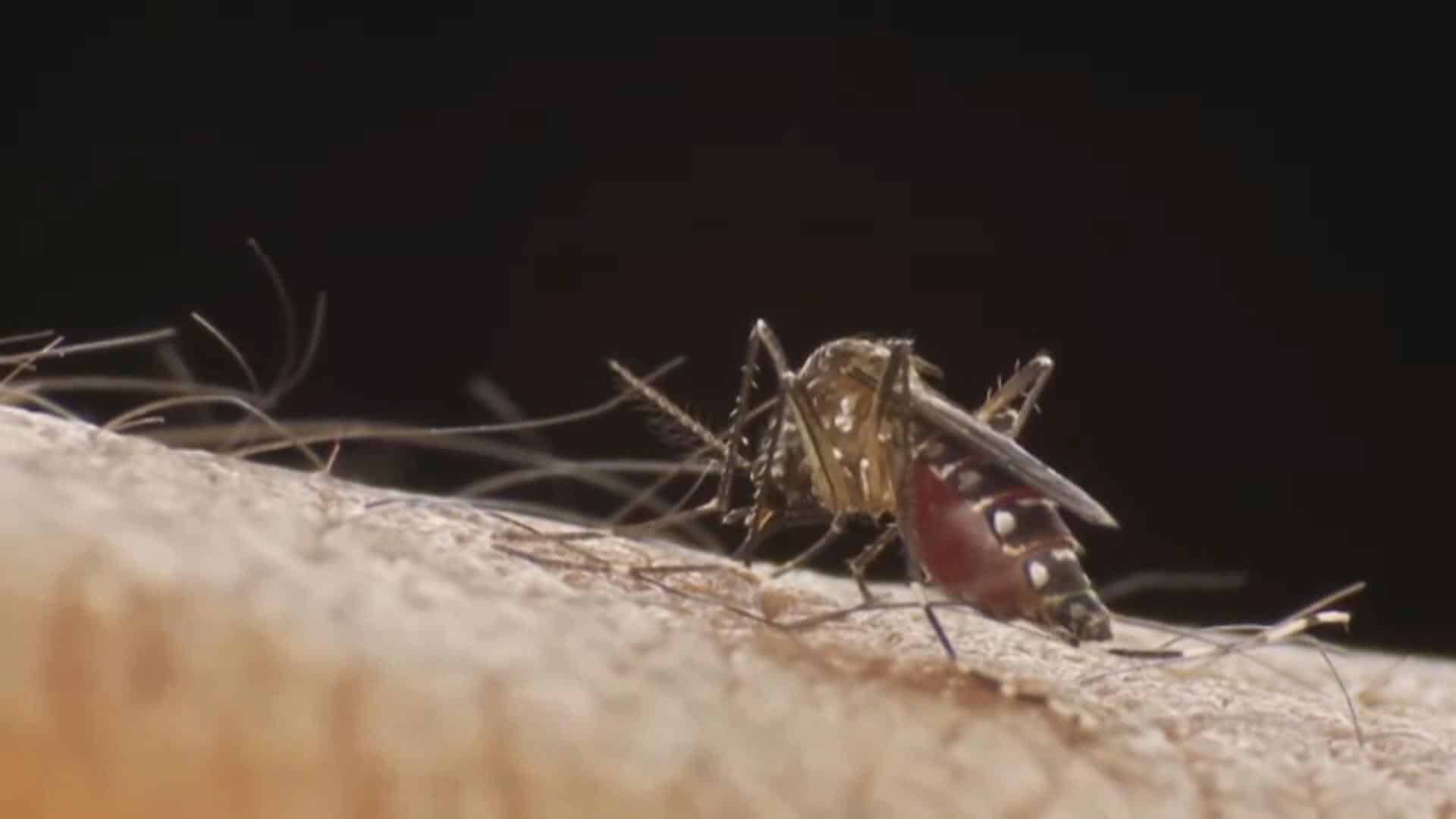 Dengue: Jundiaí registra 3ª morte e região soma mais de 36 mil casos