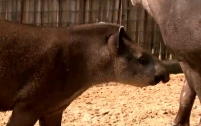 Zoológico de Sorocaba faz atividades para mostrar importância de animais