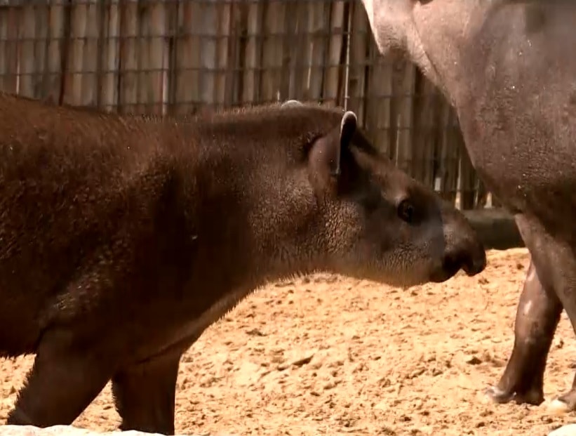 Imagem de anta do zoológico de Sorocaba.