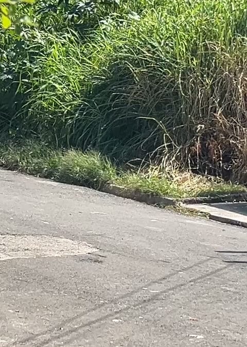 Moradores do bairro Mineirão, em Sorocaba, denunciam mato alto e escorpiões