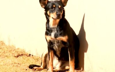 Prefeitura de Itapeva abre agendamento para castração gratuita de cães e gatos