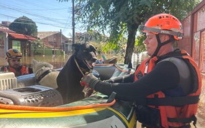 Veterinários de Sorocaba ajudam no resgate de animais no Rio Grande do Sul