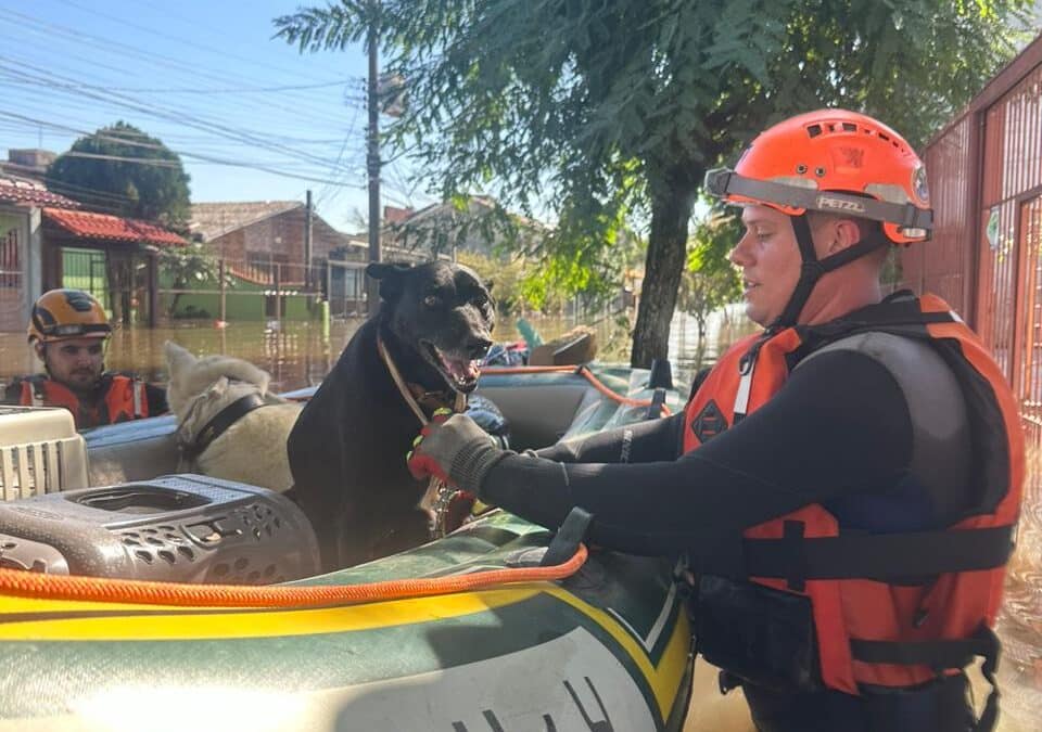 Veterinários de Sorocaba ajudam no resgate de animais no Rio Grande do Sul