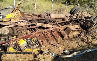 Acidente com caminhão de búfalos deixa cinco animais mortos em Itapetininga
