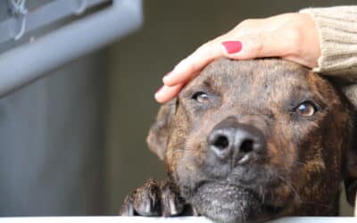 Dê um lar para um cãozinho: Feira de adoção acontece hoje em shopping de Sorocaba