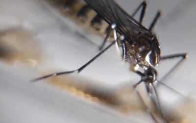 Jundiaí intensifica combate à dengue com visitas domiciliares e armadilhas