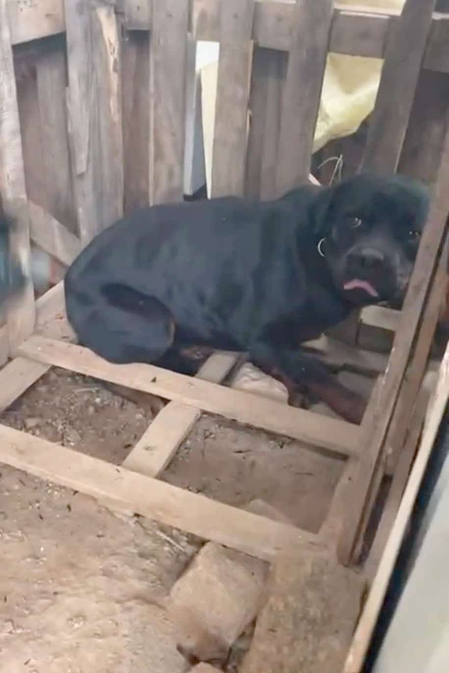 Bombeiros e Defesa Civil resgatam cachorro de incêndio em Várzea Paulista