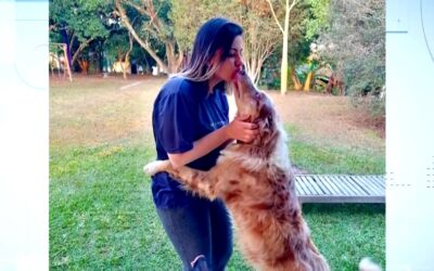 Cachorro percorre 19 quilômetros sozinho para voltar pra casa