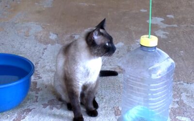 Opção de presente para o Dia das Crianças, pets não devem ser vistos como brinquedos