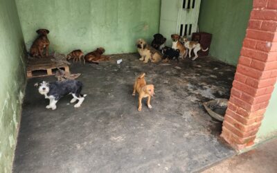 Idosa é autuada por maus-tratos de 33 animais em Itapetininga