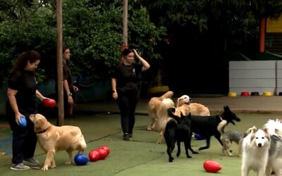 Fim de ano impulsiona a procura por hotéis para pets: aumento de até 60% na demanda