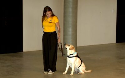 Cães de assistência, treinados em Salto de Pirapora, auxiliam pessoas com autismo