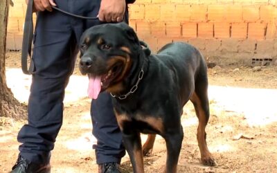 Filhotes de cães são treinados para atuar na Guarda Civil Municipal de Itu